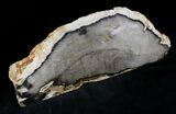 Free-Standing Petrified Wood (Sequoia) - Rogers Mtn, OR #28993-1